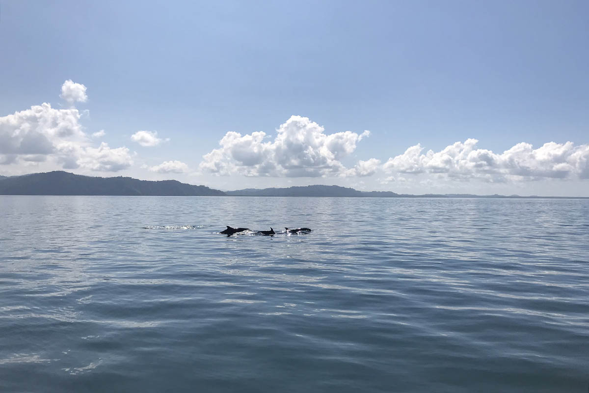 Milly Warr Dolphin Experience