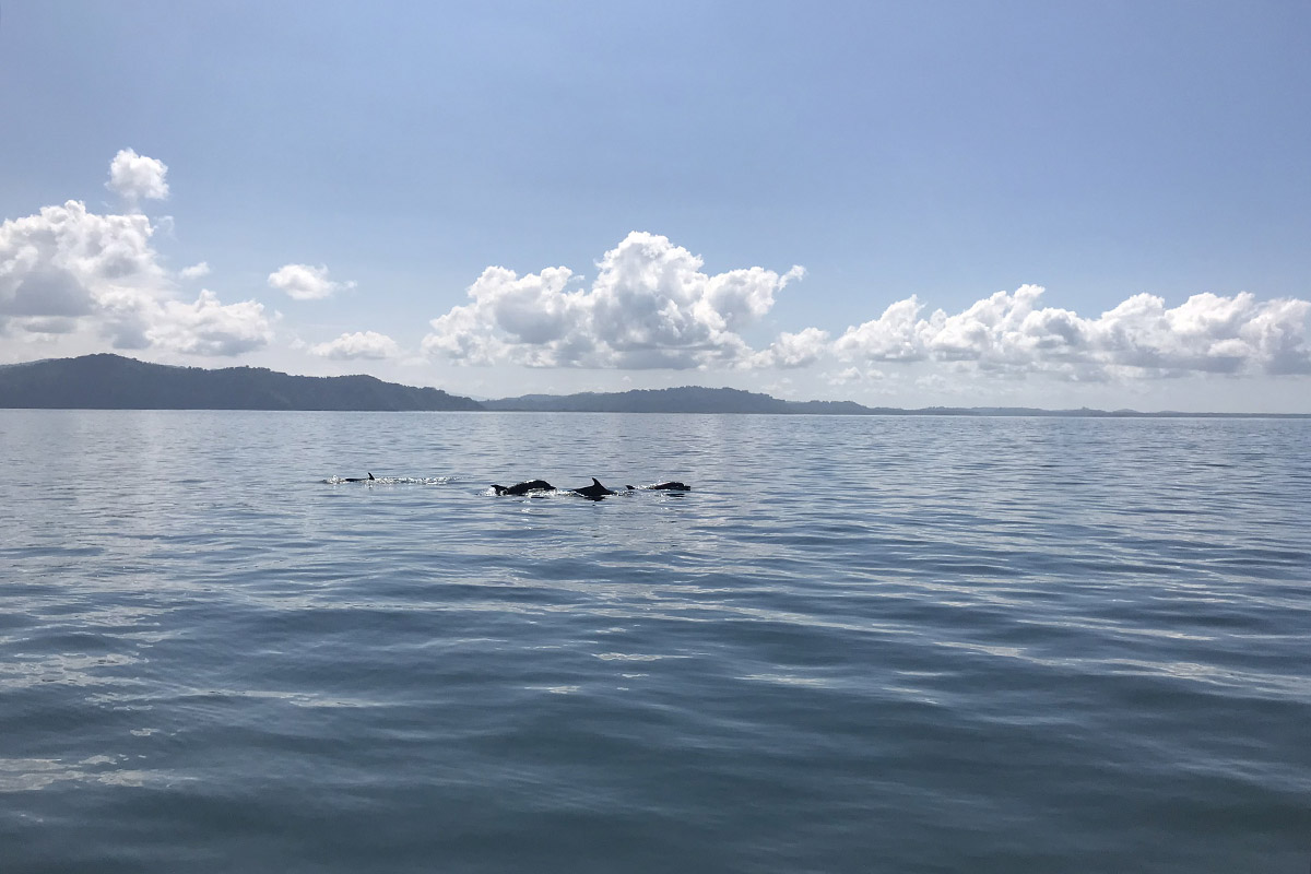 https://logic-arcade.live/dolphin-spotting-costa-ricas-golfo-dulce