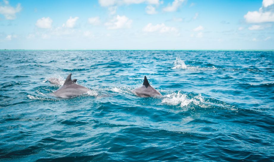 dolphins in the ocean Mauritius