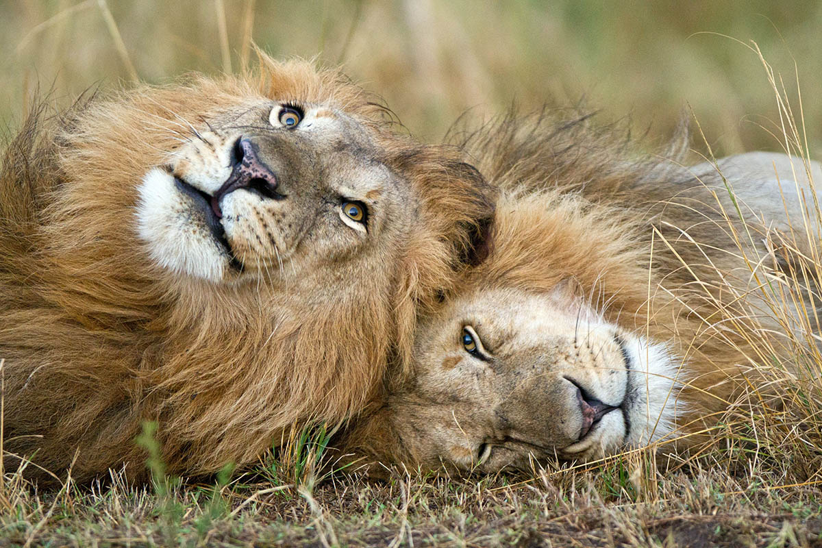 Dynasties Portfolio of Lions