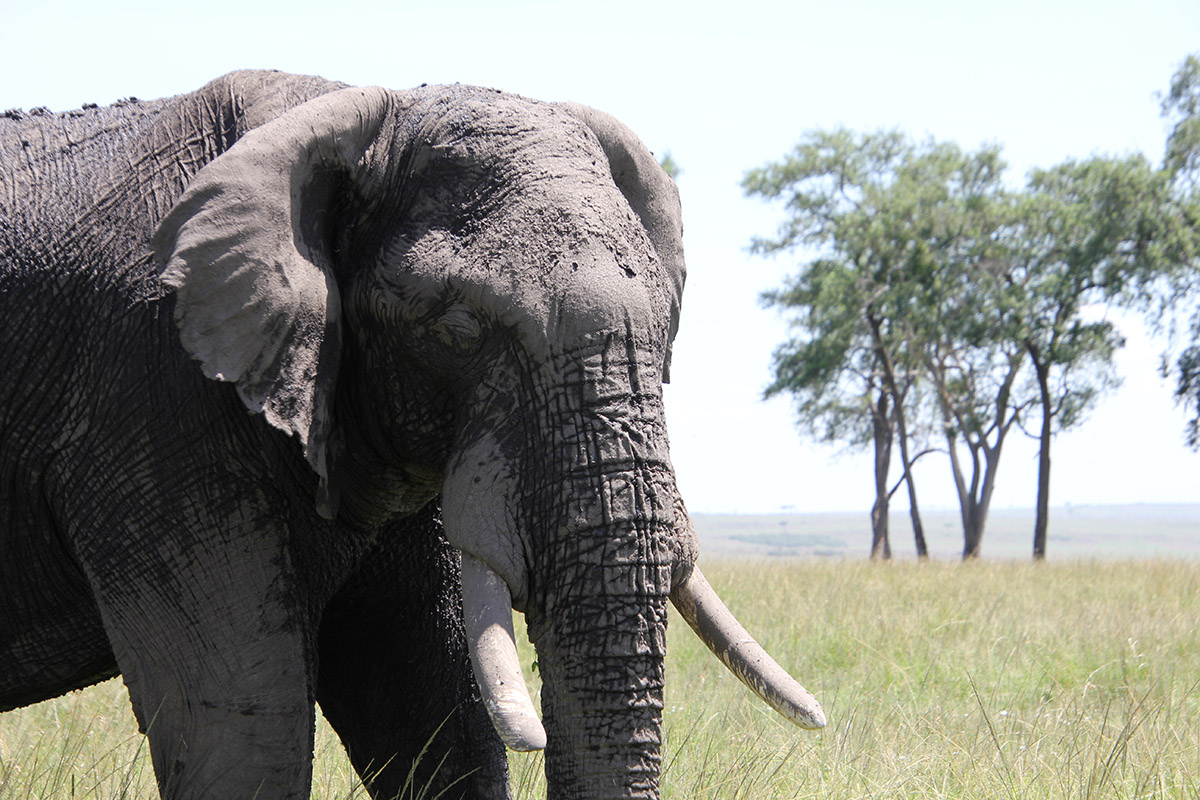 My experience at Tangulia Mara, Kenya