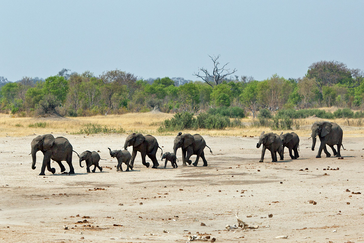 Baby elephants in Zimbabwe, crossing a river during wet season safari.
