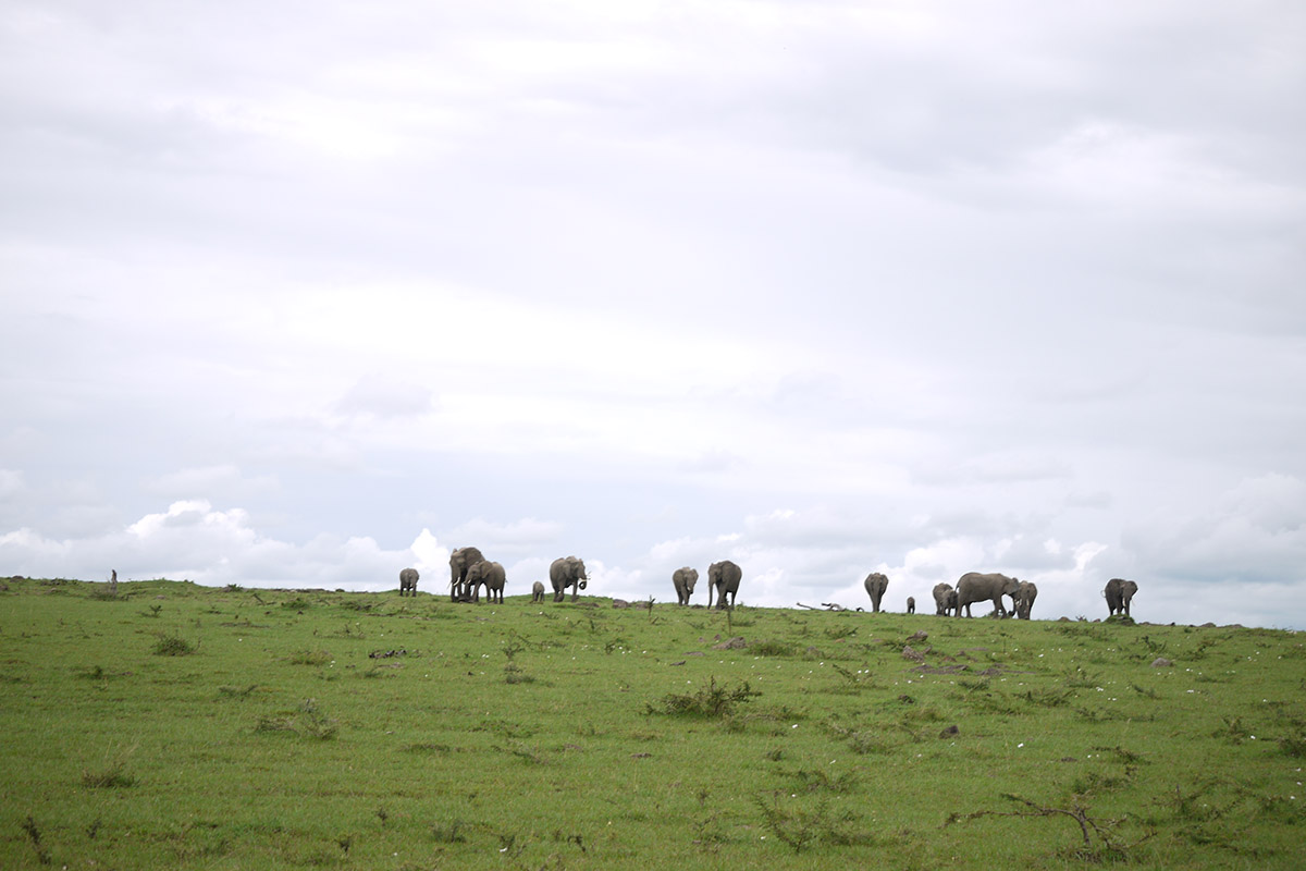 An adventurous walk in the Mara, Kenya