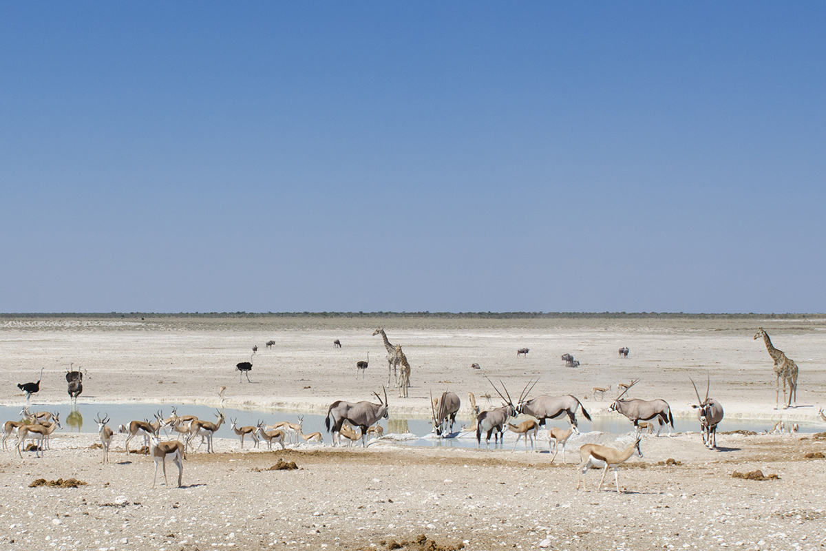 Our experience at Ongava Tented Camp in Ongava Game Reserve, Namibia