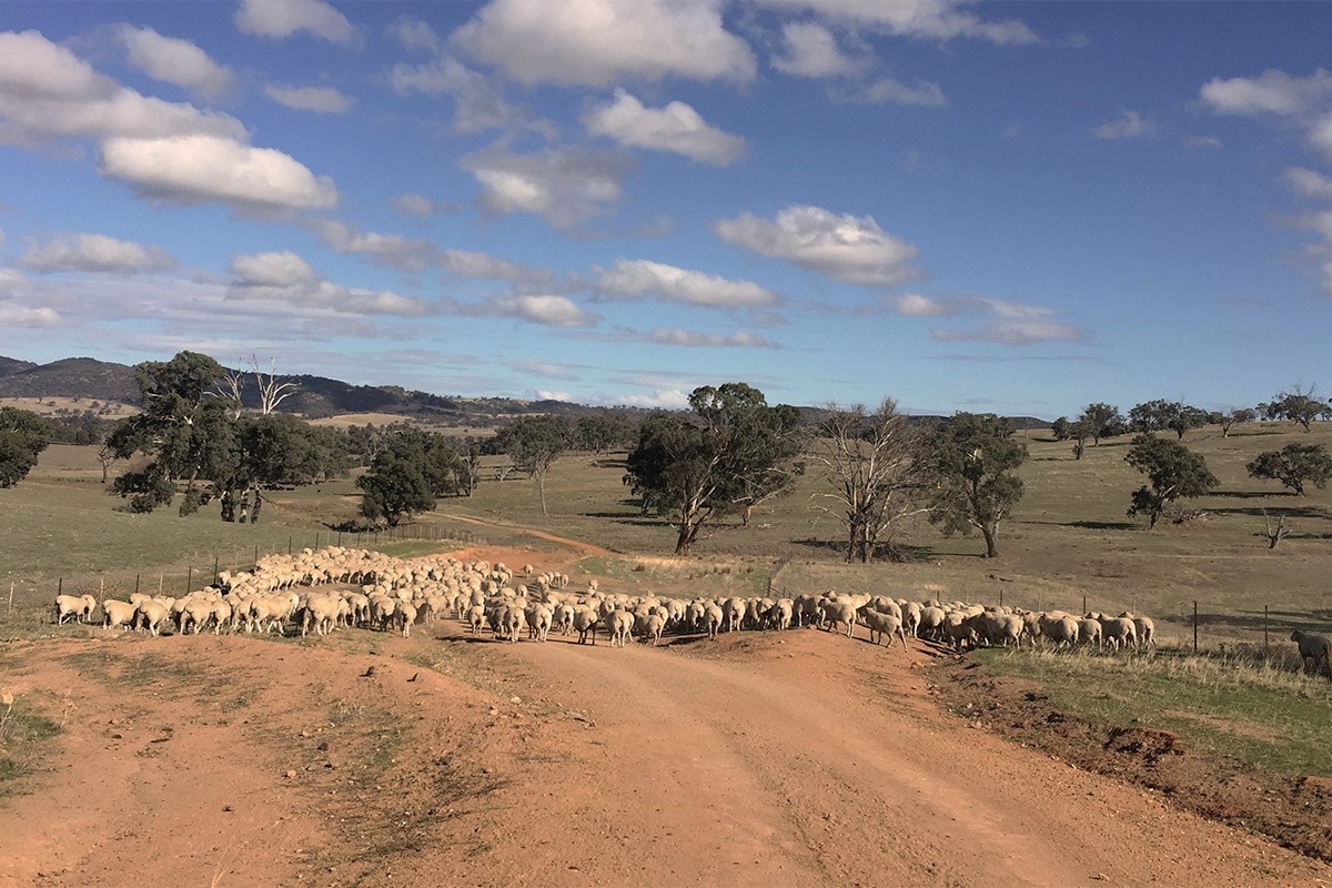 Experiencing farm life in the Australian outback