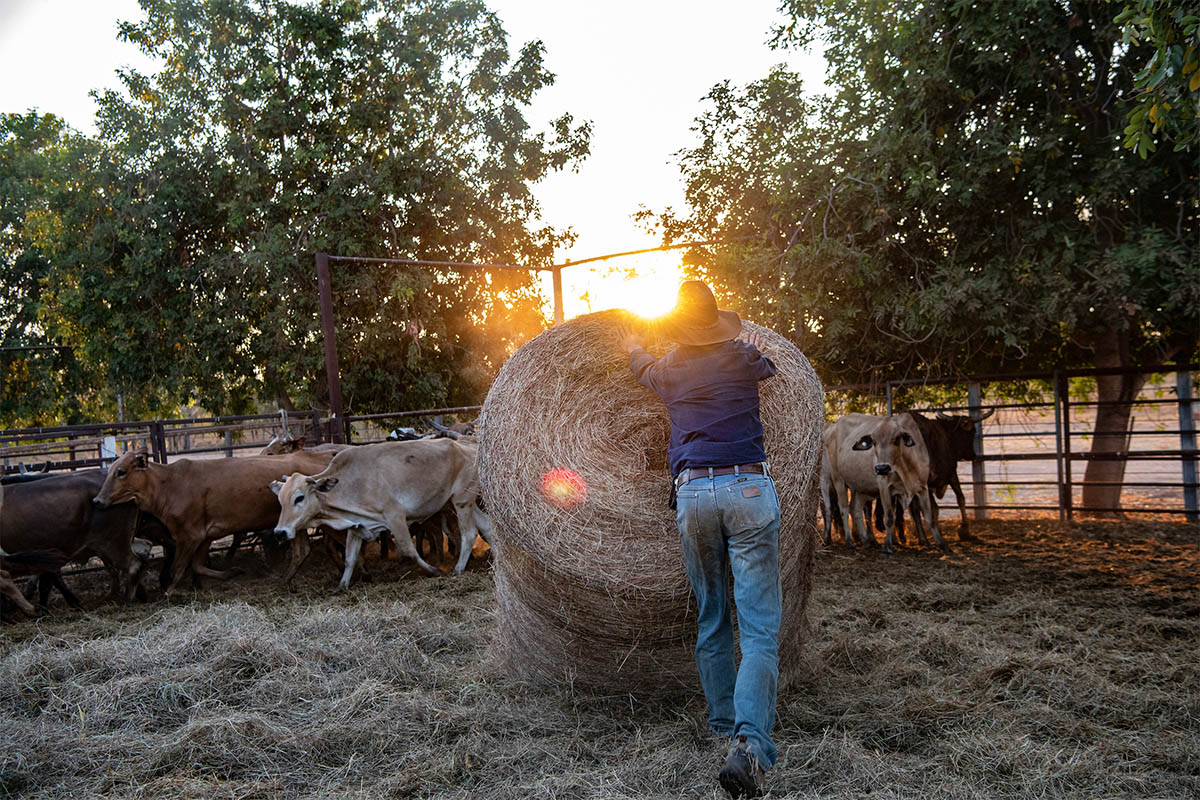 Experiencing farm life in the Australian outback
