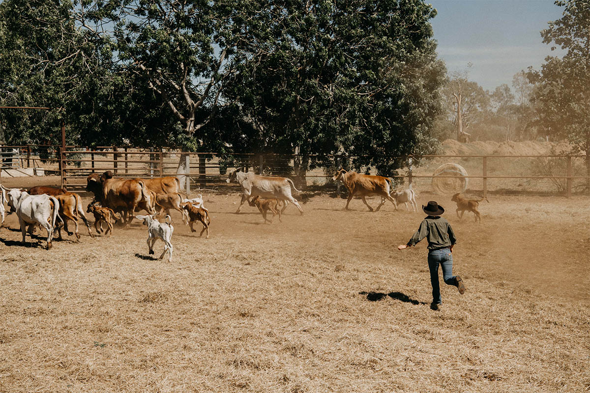 Experiencing farm life in the Australian outback