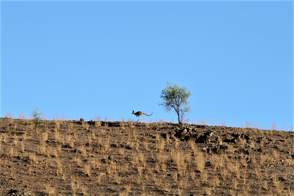 Experiencing the Australian outback at Arkaba Conservancy