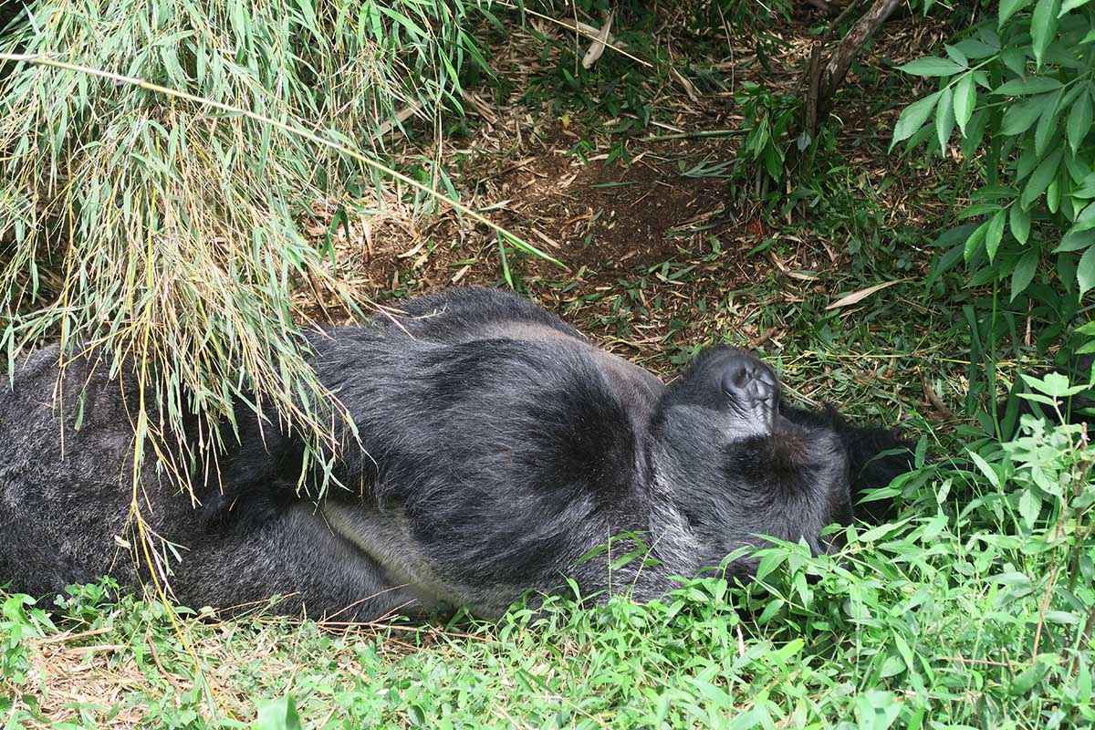 Gorilla Trekking