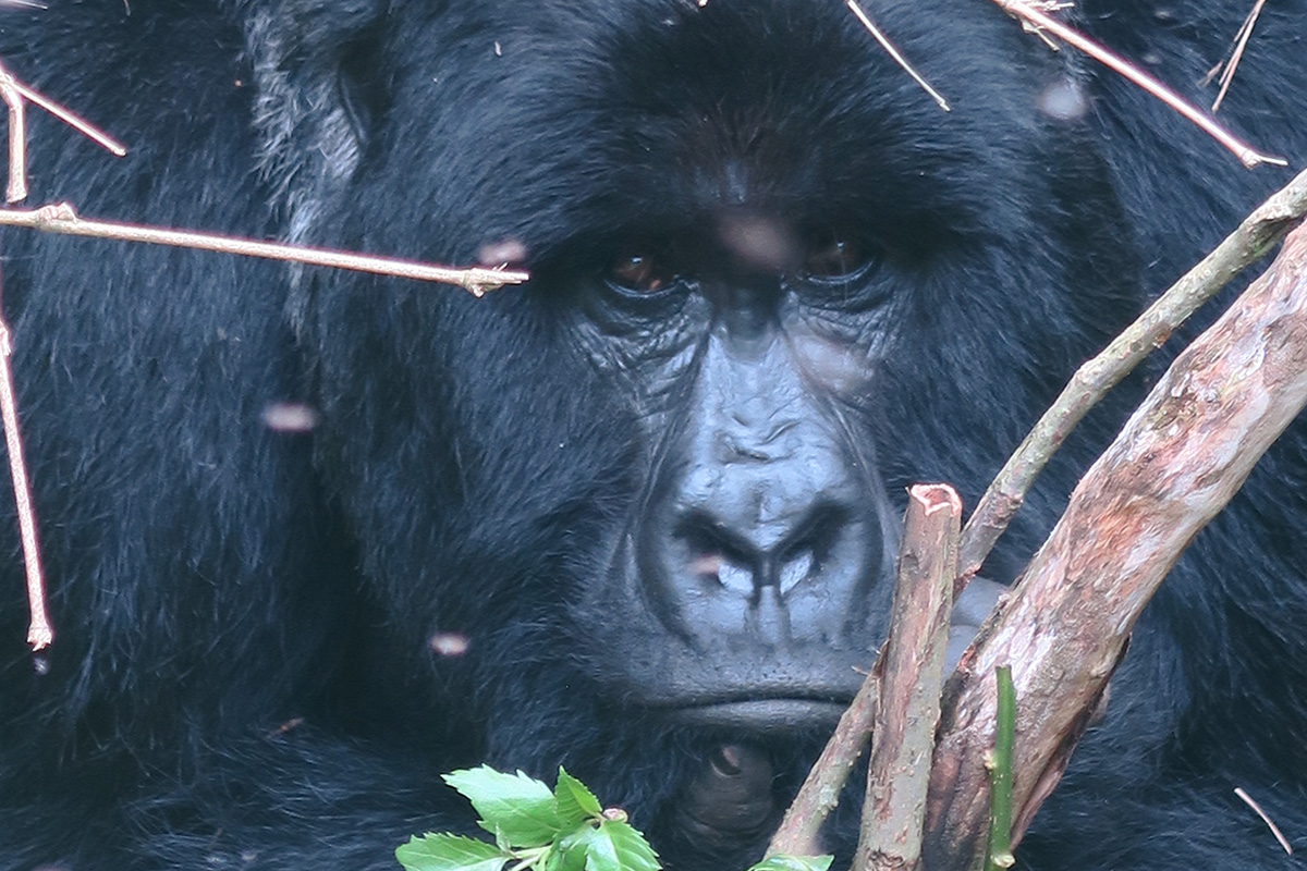 Gorilla Trekking
