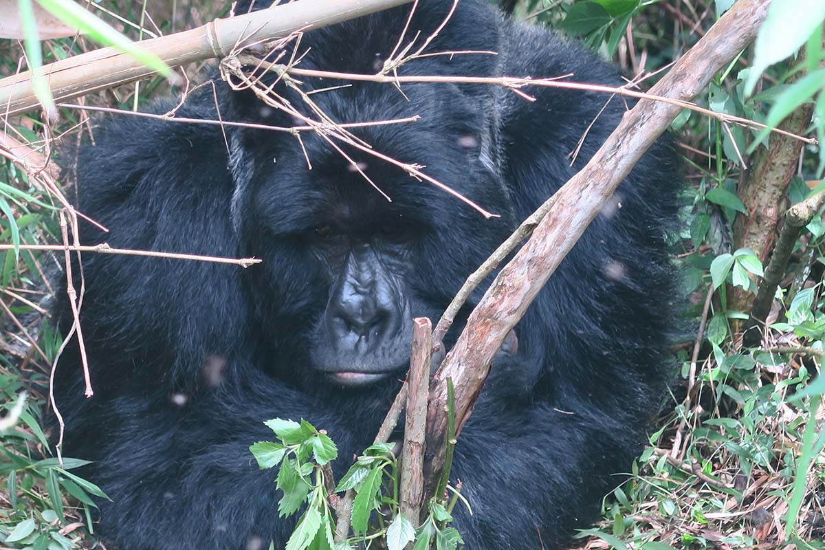 Gorilla Trekking