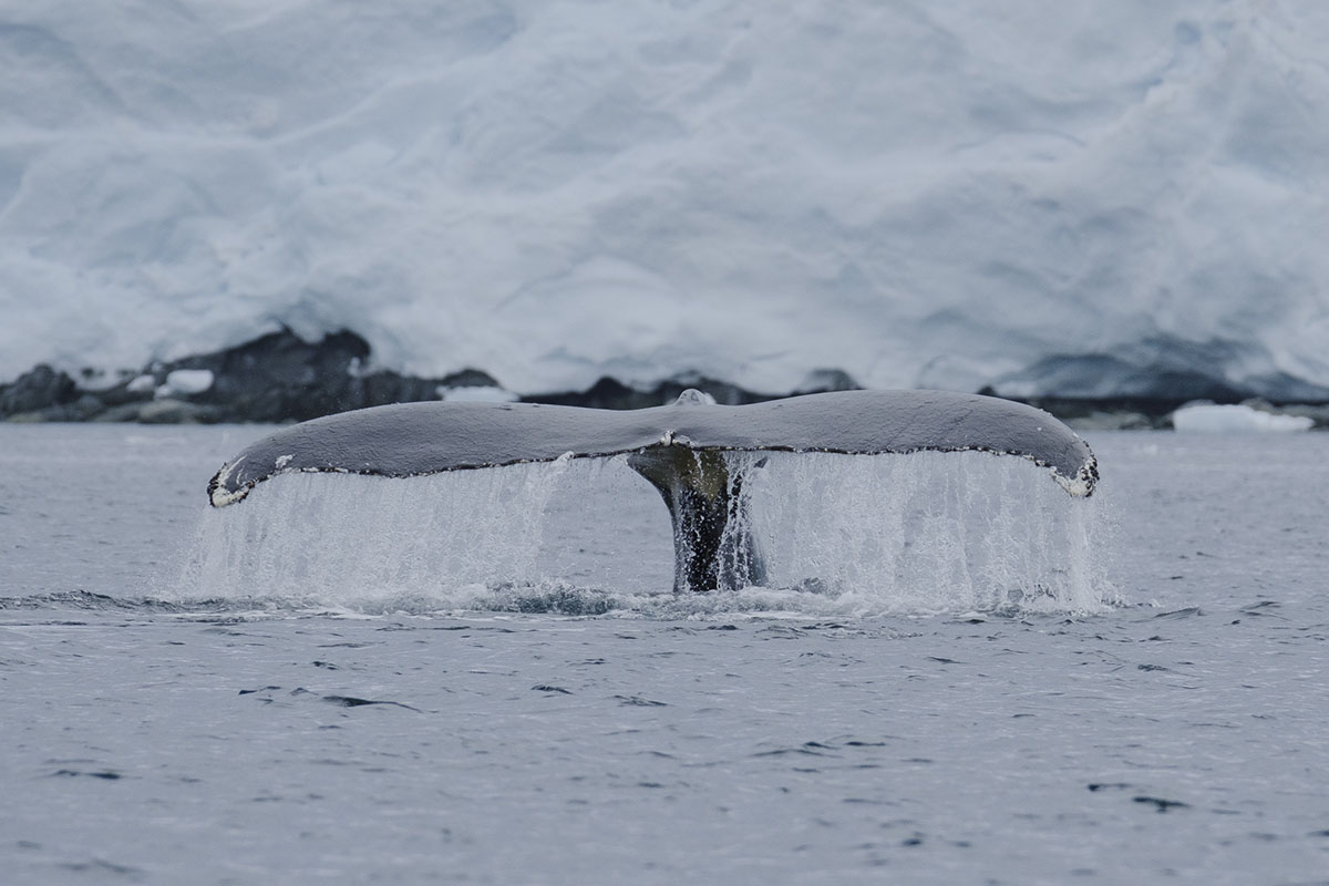Visit Antarctica