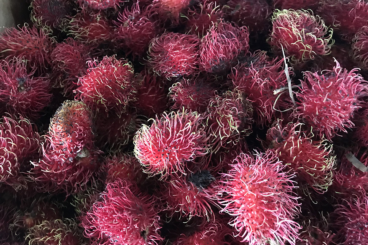The food market in Manaus is one of the best places to visit in Brazil