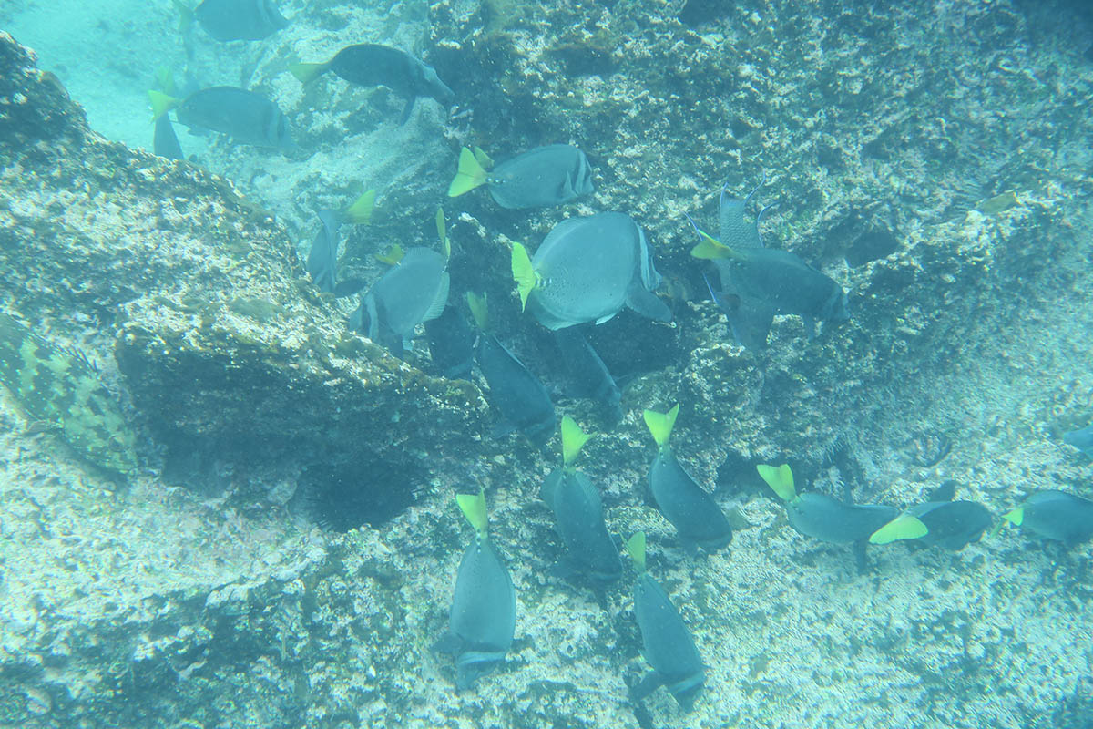 Milly Galápagos