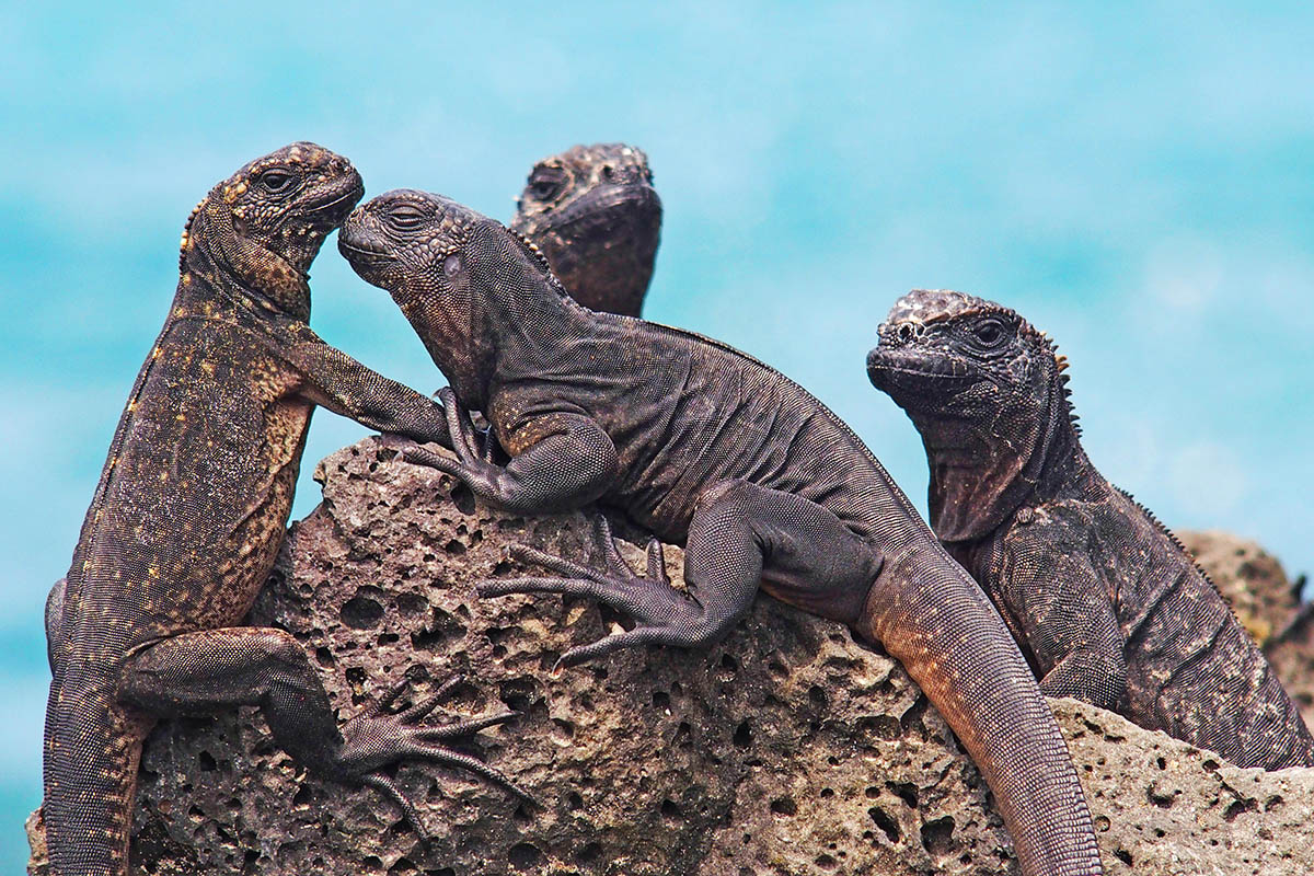 Visit the Galapagos for a close encounter with iguanas and lizards