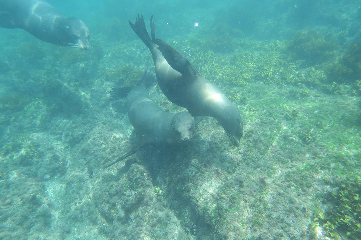 Milly Galápagos