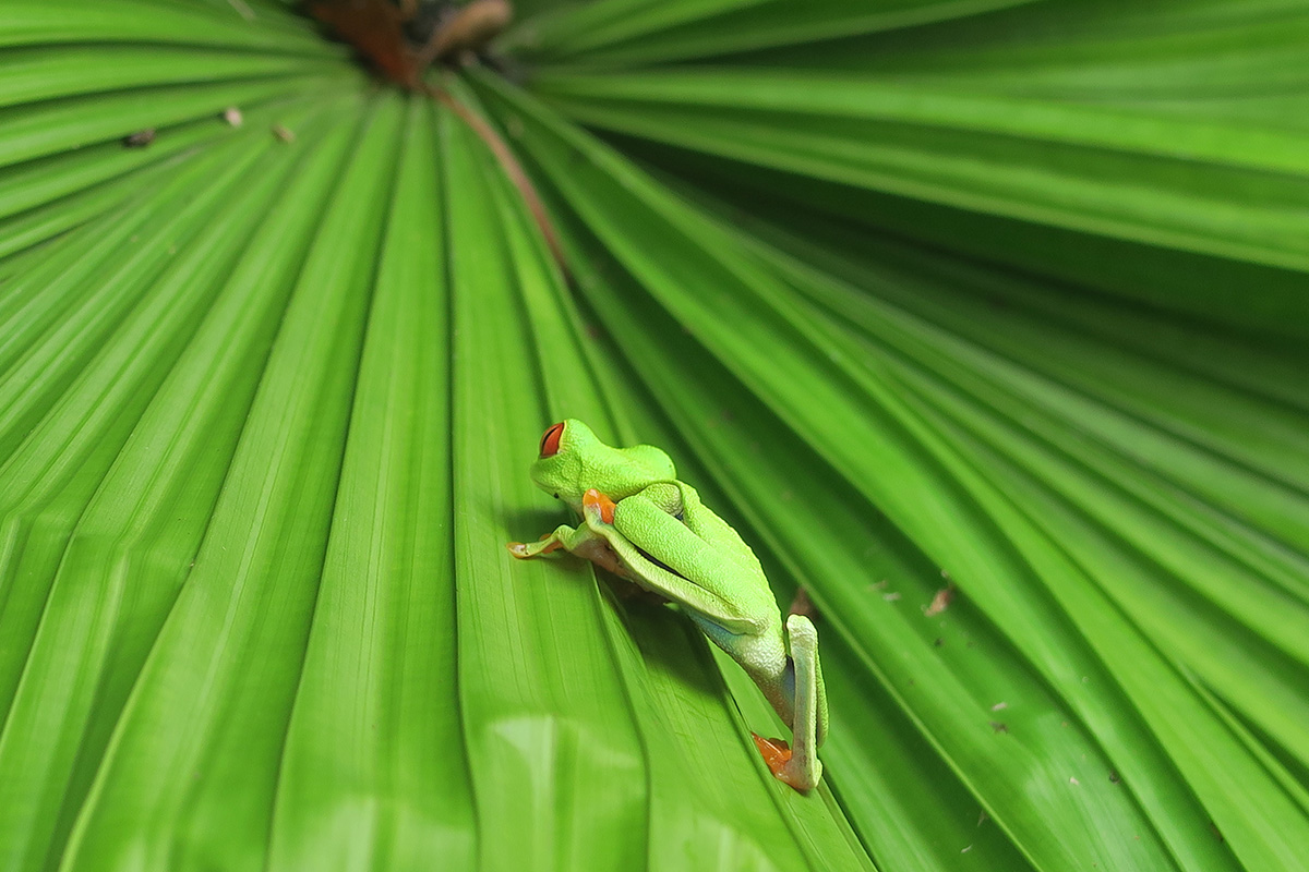 The best places to spot Costa Rica's amazing wildlife
