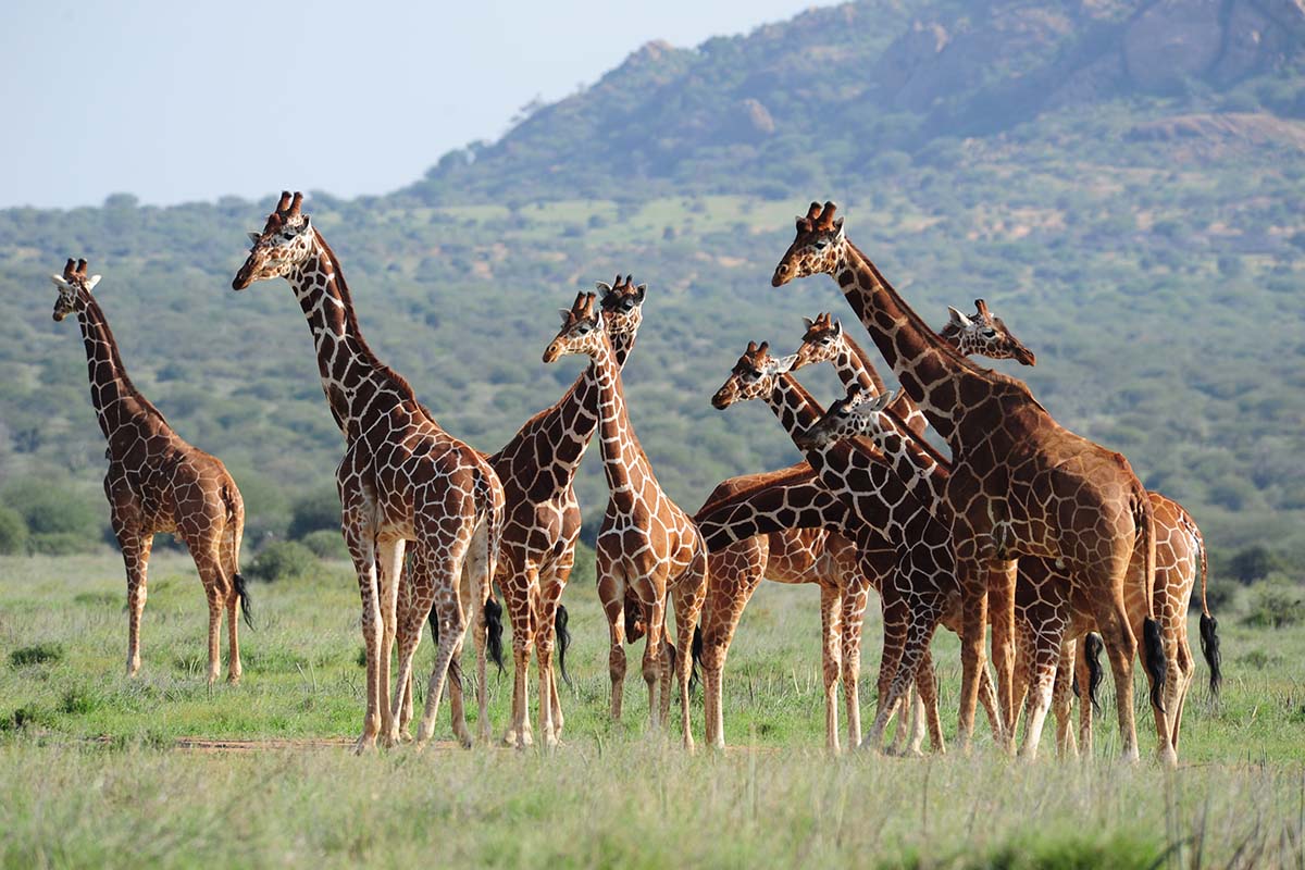 The Best Family Adventures in Kenya