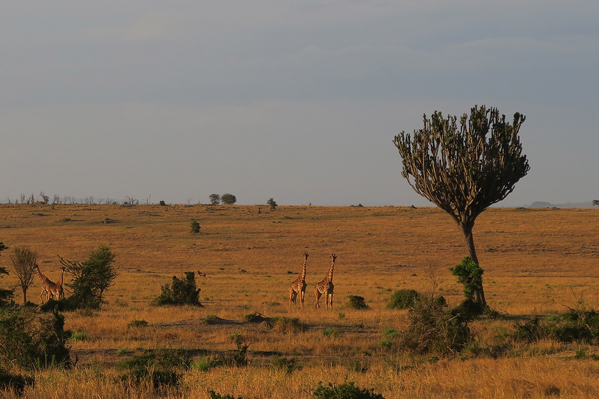 A day in the northern Serengeti