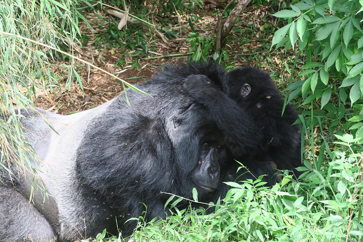 Gorilla Trekking