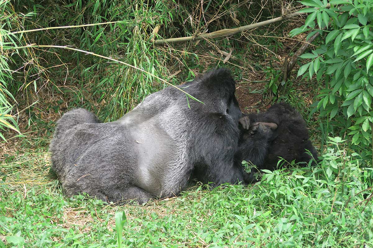 Gorilla Trekking