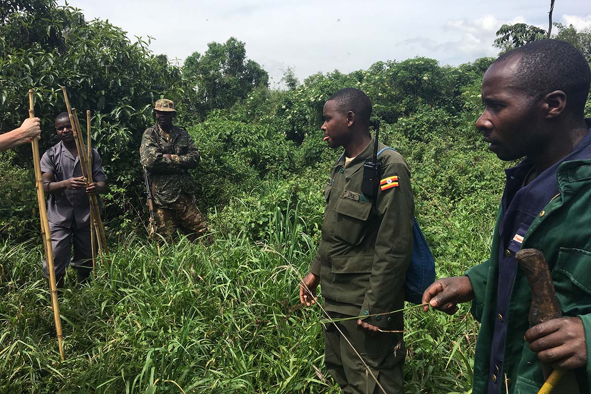 Gorilla Trekking
