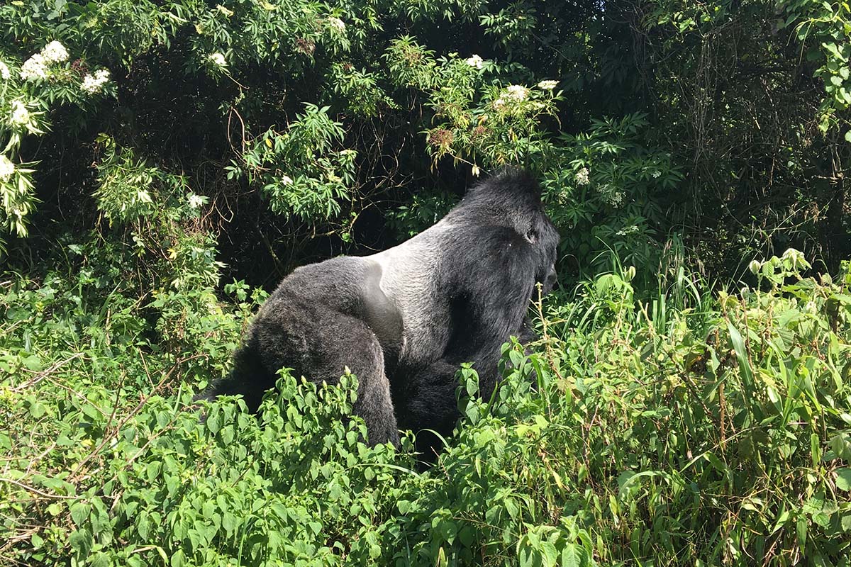 gorilla-rwanda