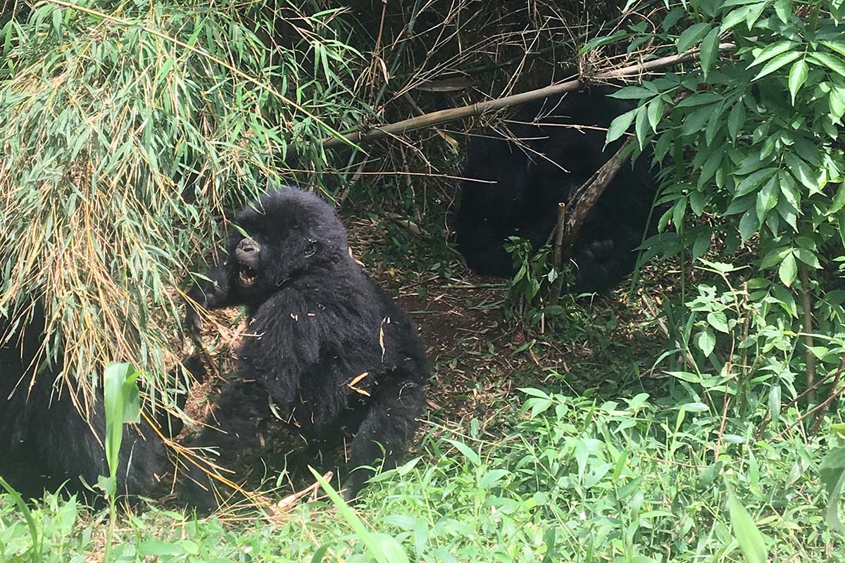 Gorilla Trekking