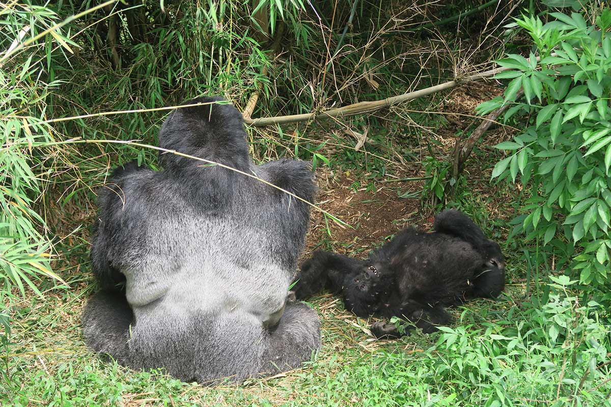 Gorilla Trekking