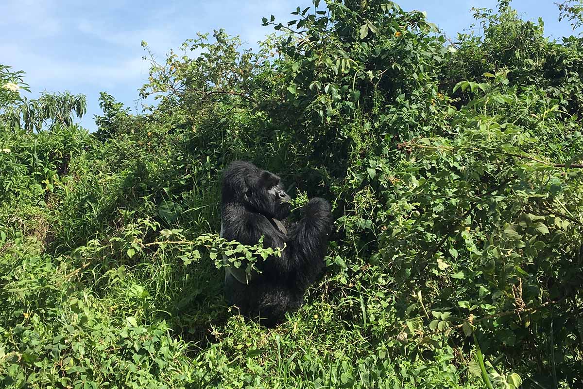 Gorilla Trekking