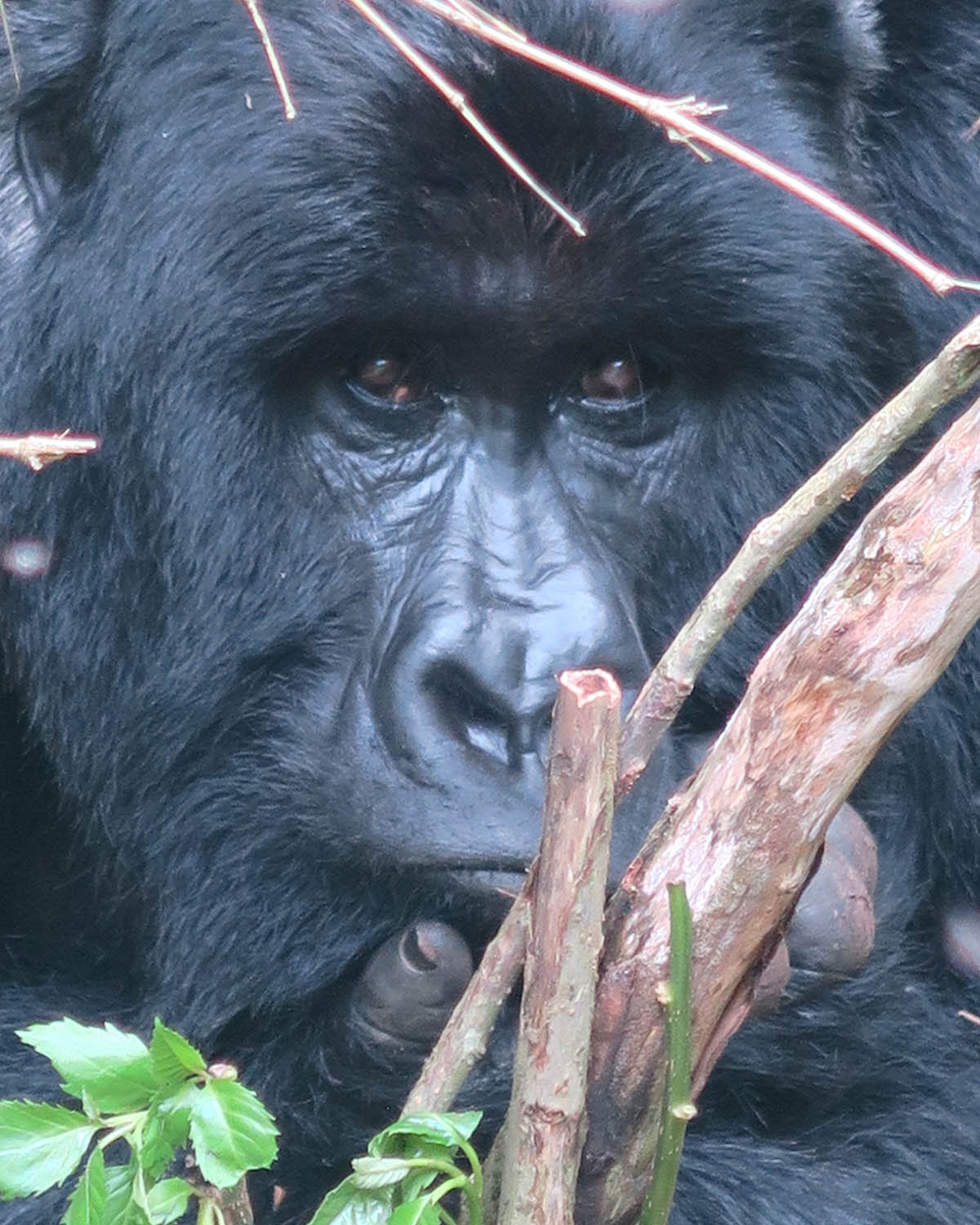 Gorilla Trekking
