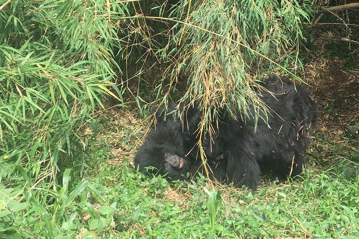 Gorilla Trekking