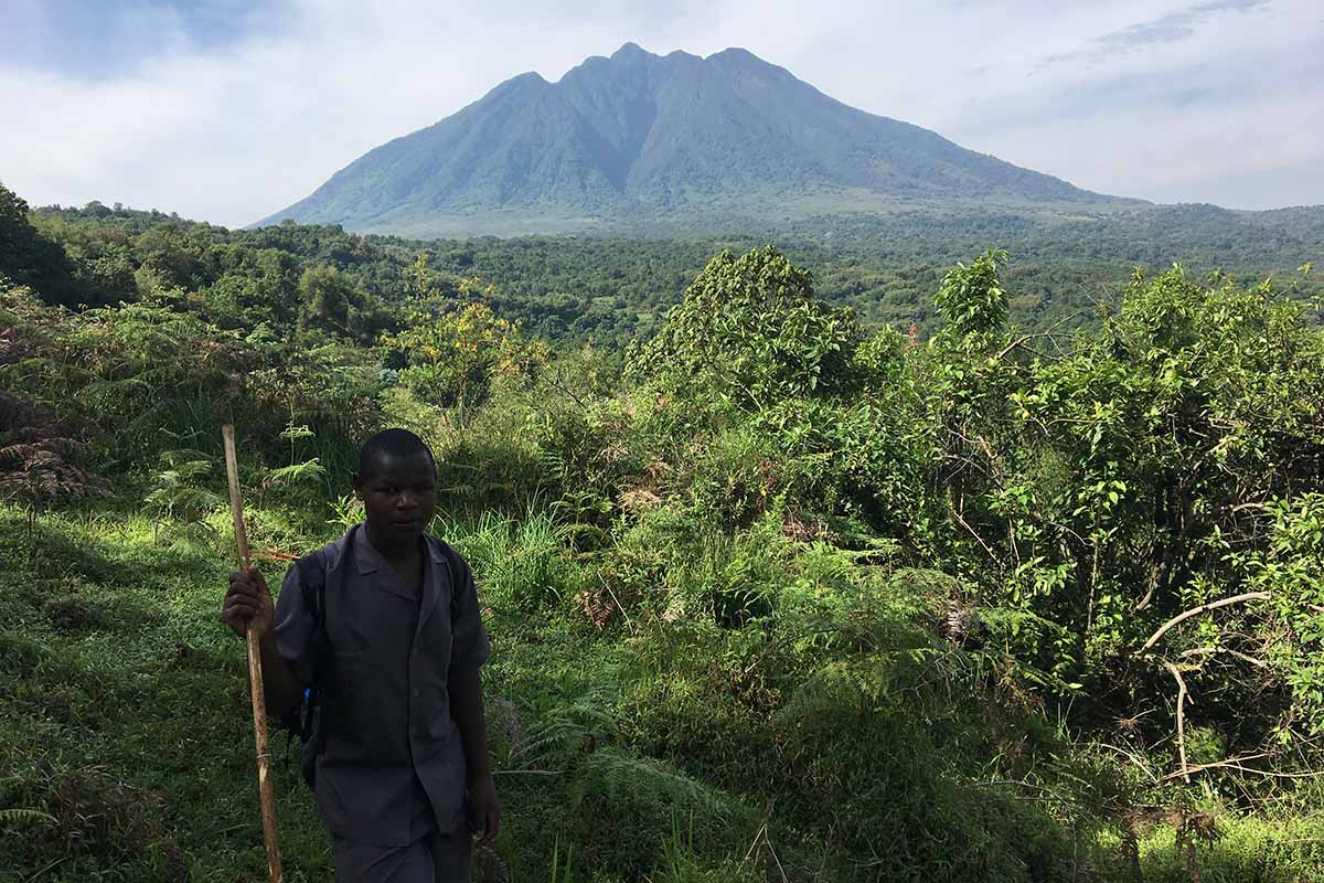 Gorilla Trekking
