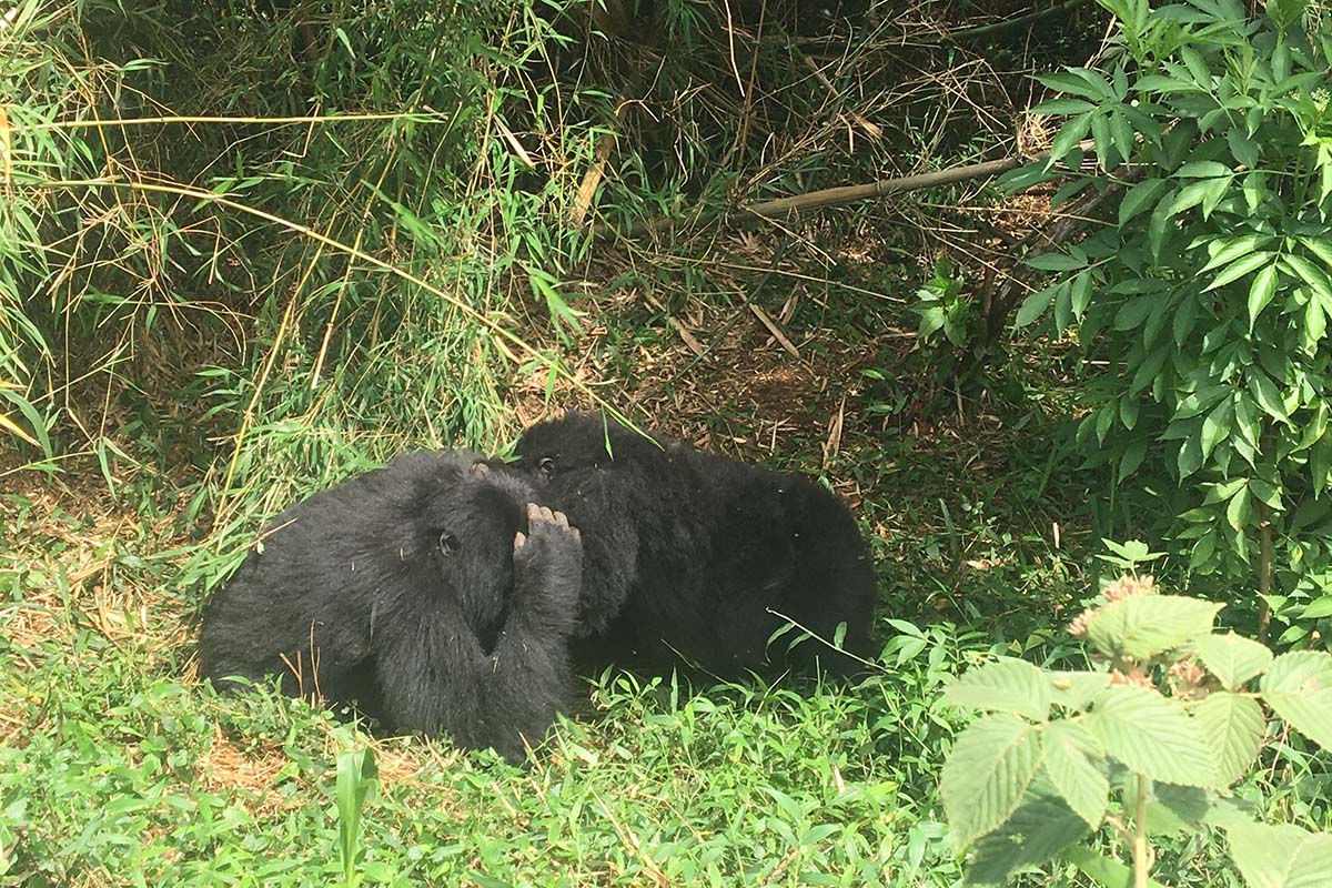 Gorilla Trekking