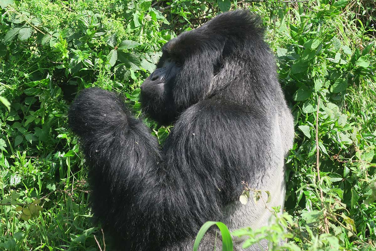 Gorilla Trekking