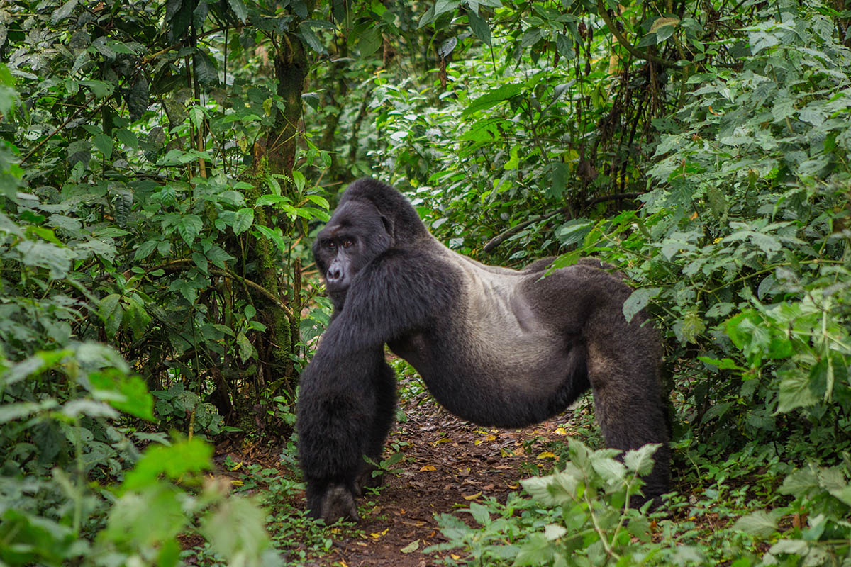 Gorilla Trekking Uganda