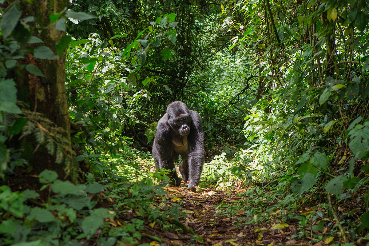 Gorilla safaris