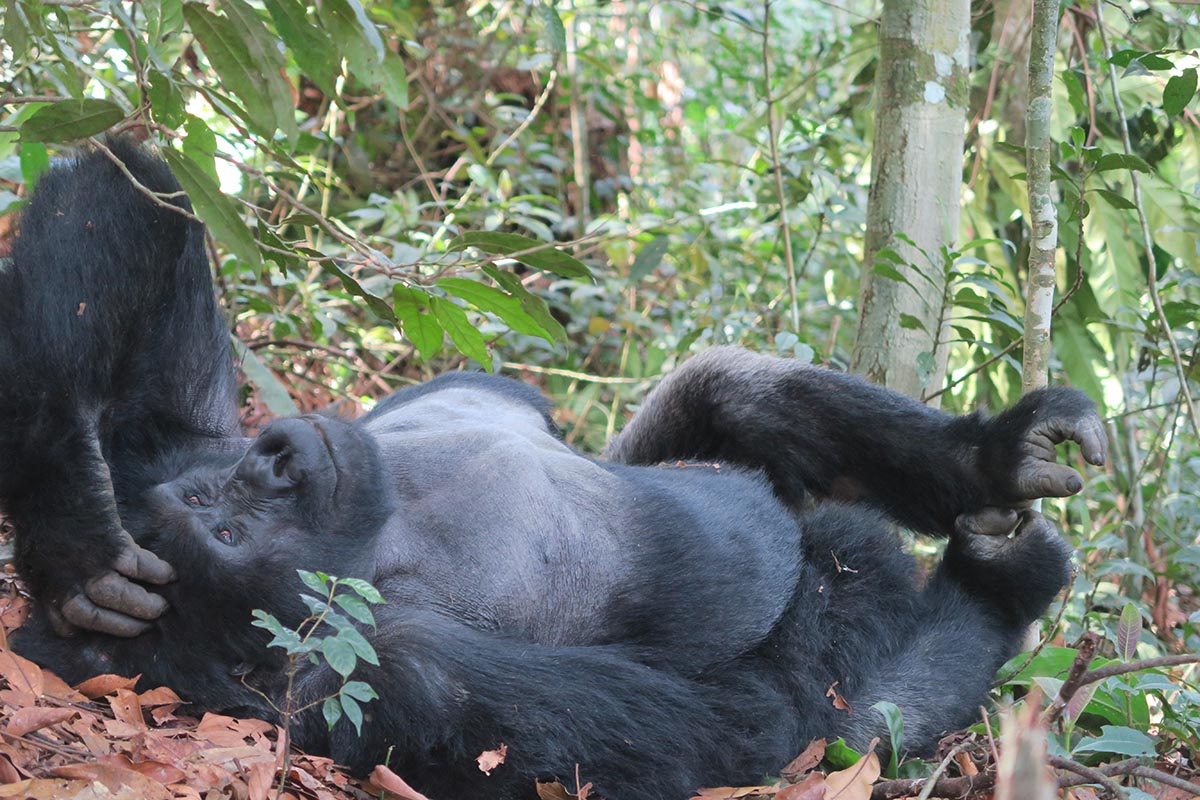 Cara Uganda Gorilla
