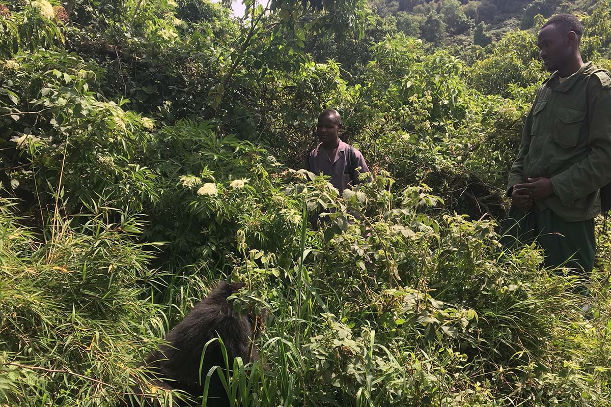 Gorilla Trekking