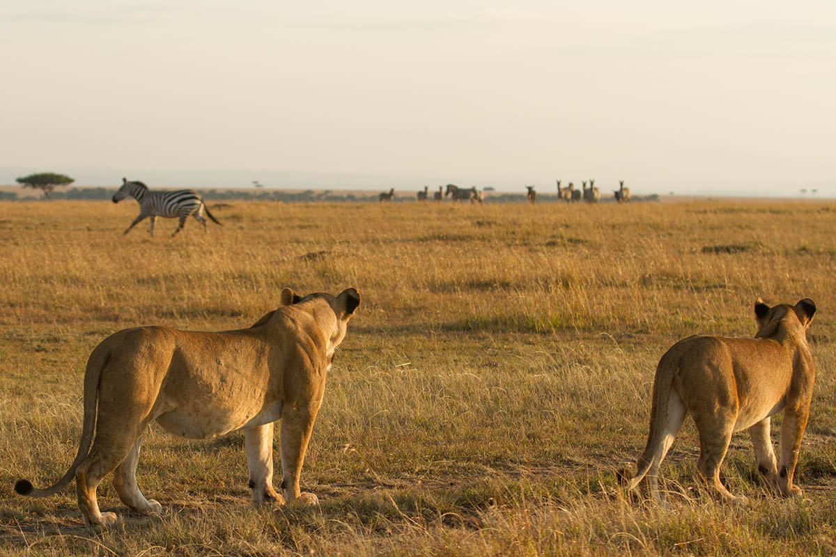 Lions on the savanna, Great Migration Kenya