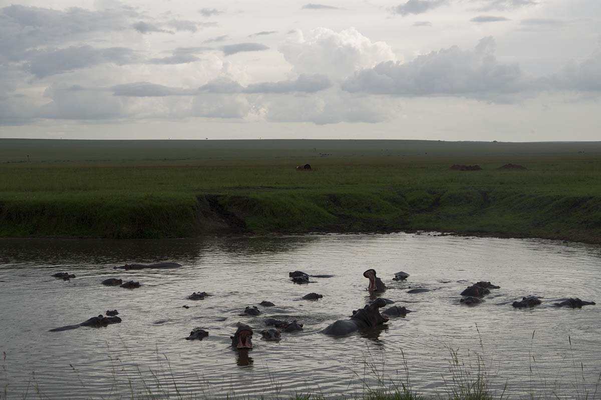 An adventurous walk in the Mara, Kenya