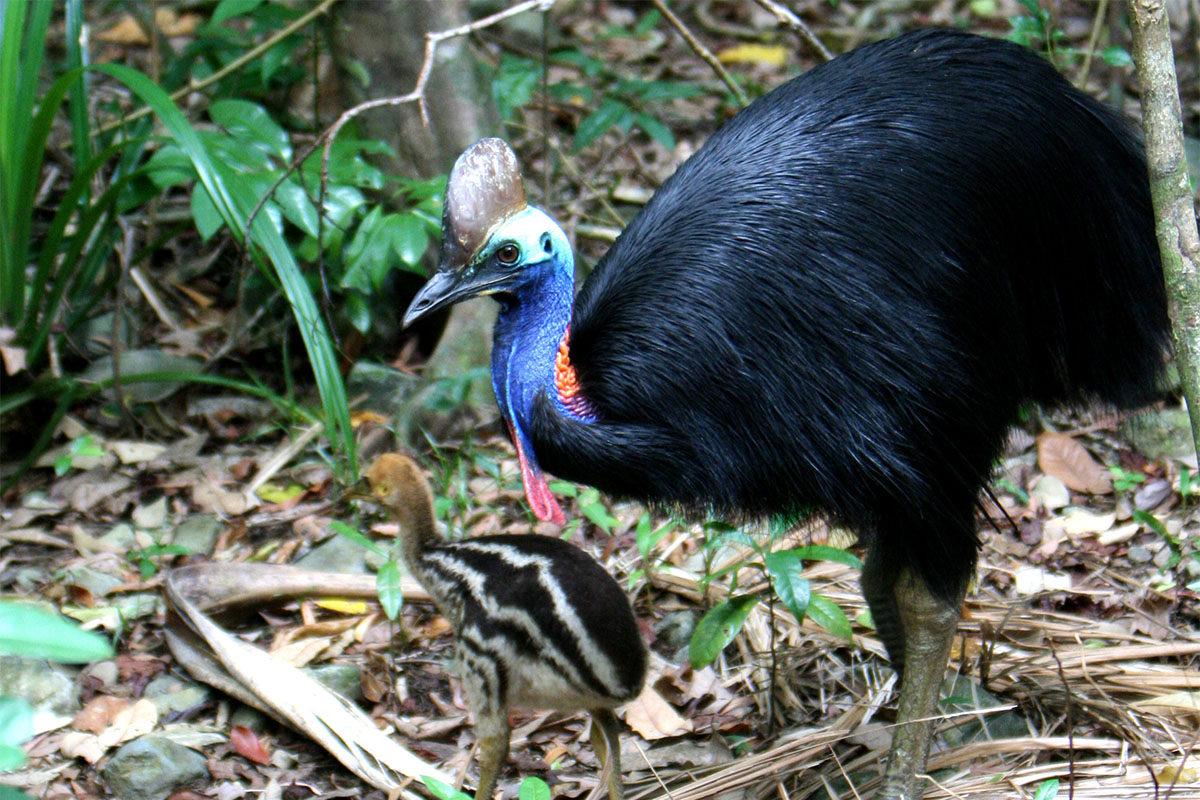 cassowaries