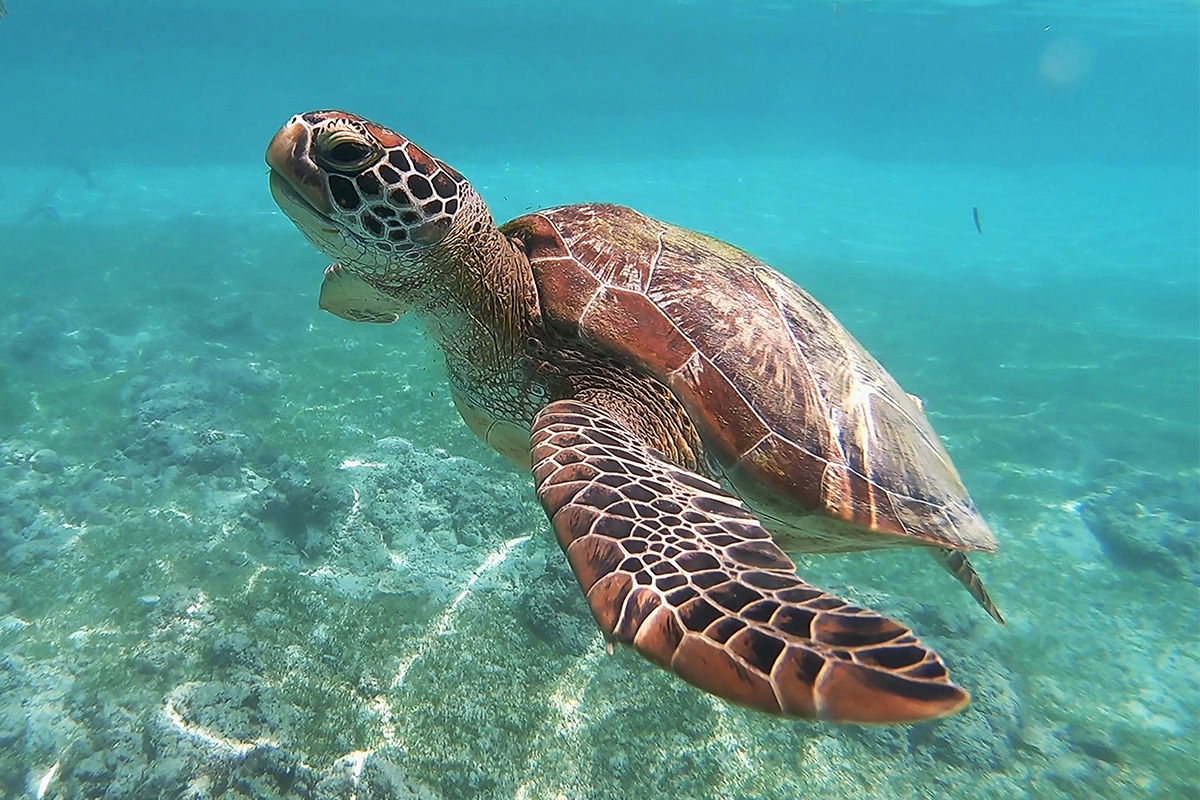 How best to explore Tropical North Queensland