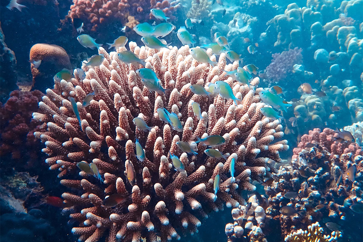 indonesia