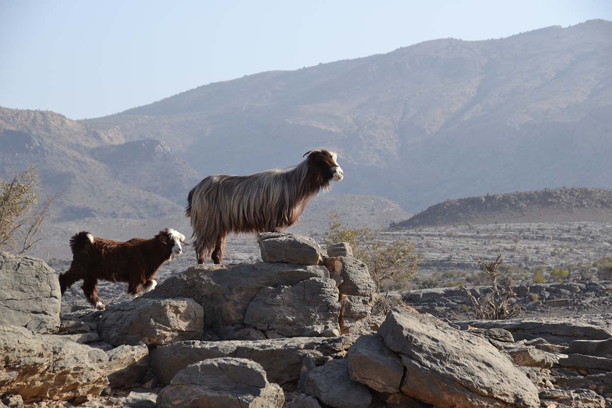 Discover Oman's Al Hajar Mountain range