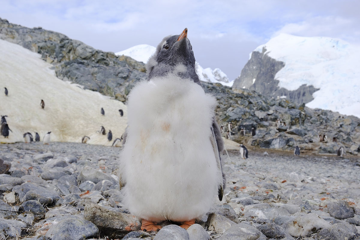 Visit Antarctica