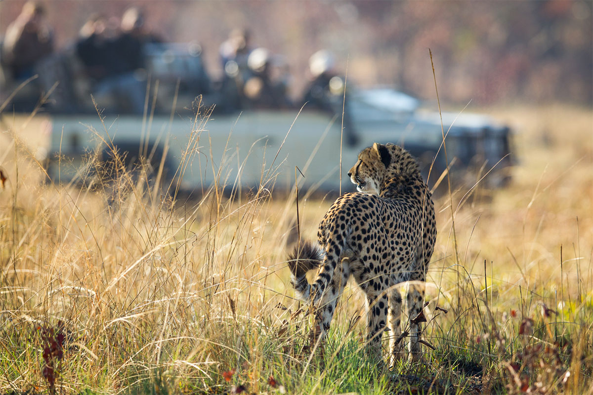Where to stay in Kafue National Park, Zambia