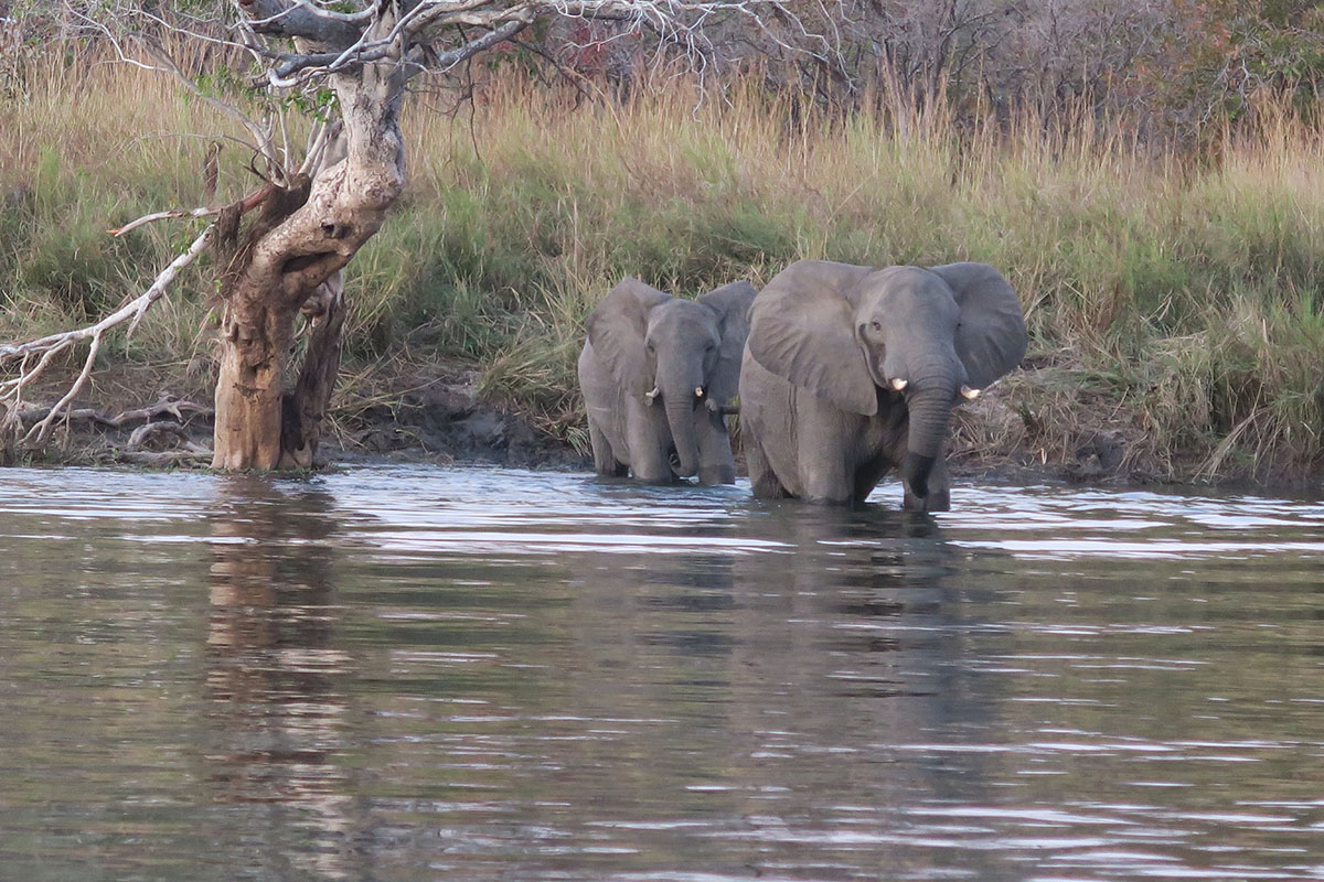 Where to stay in Kafue National Park, Zambia