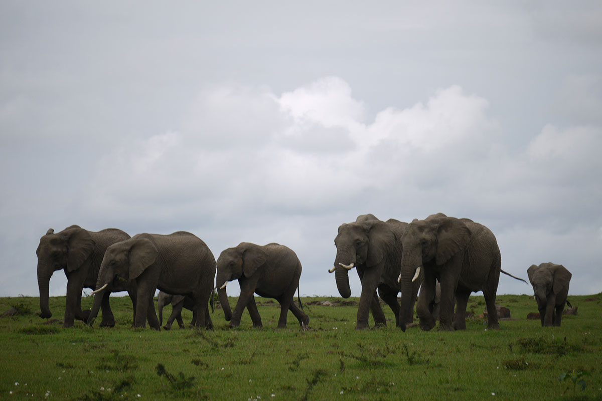 An adventurous walk in the Mara, Kenya