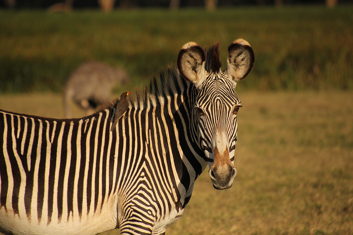 Why I loved Kenya's Laikipia Plateau